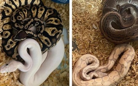 Polícia Militar de Goiás resgata seis Cobras Exóticas de criadouro ilegal