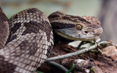Criador de serpentes é atacado pela cobra mais letal do planeta; vítima possuía 14 animais venenosos em casa