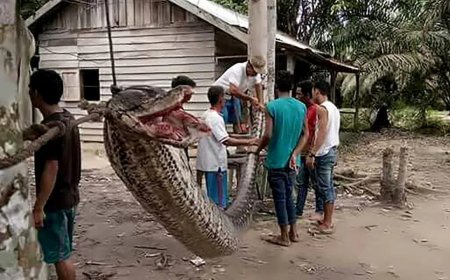 Lavrador encontra corpo da esposa sendo engolido por cobra píton em plantação na Indonésia