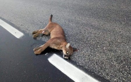 Onça parda é atropelada e morta em rodovia