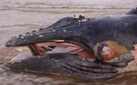 Carcaça de baleia é encontrada em praia de Porto Seguro, na Bahia