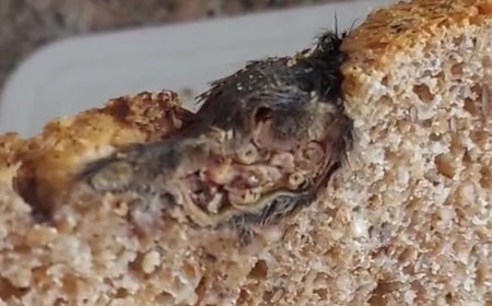 Mulher encontra rato morto dentro de pão e viraliza nas redes sociais