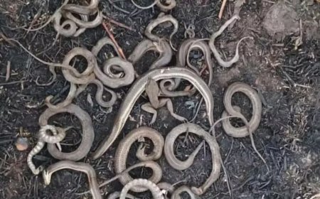 Cobras são encontradas mortas em área atingida por incêndio