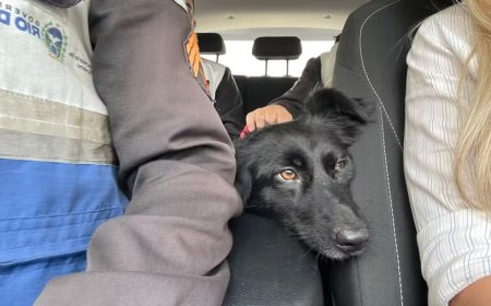 Idoso é preso em flagrante por abusar de cachorra na Praia