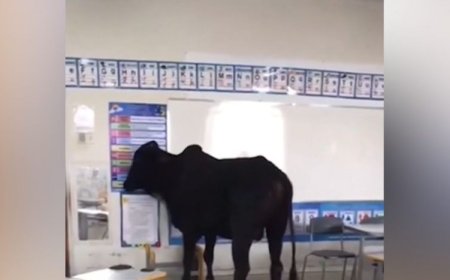 Boi invade creche e causa pânico; professora e aluno ficam feridos; veja o vídeo