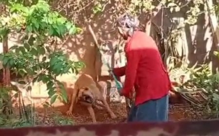 Idosa é presa após ser flagrada tentando matar cachorro