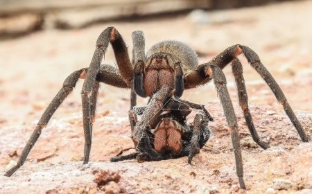 Conheça as 3 aranhas mais perigosas do Brasil