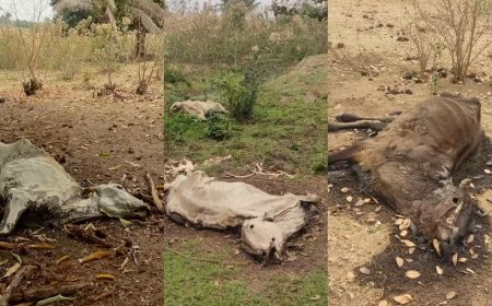 IMAGENS FORTES! Polícia Civil investiga fazendeiro por maus-tratos após encontrar gado morto por fome