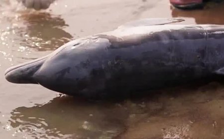 Botos são encontrados mortos no Lago Tefé por conta da seca