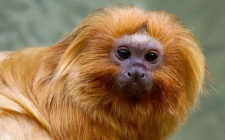 Polícia Federal prende suspeito de contrabandear micos-leões dourados