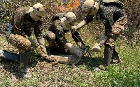 Jacaré é resgatado após ficar cercado por chamas