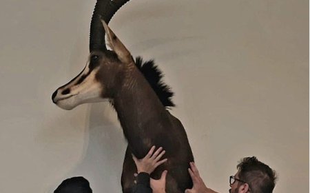 Ibama apreende acervo de animais oriundos de caça irregular durante operação