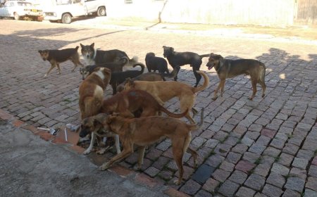 Polícia Civil investiga envenenamento de 16 cães e gatos em Santa Cruz do Xingu
