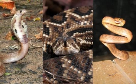 Conheça as 3 Cobras mais perigosas do Brasil