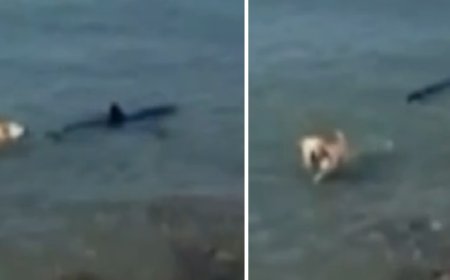 Cachorro pula no mar e morde cauda de tubarão; vídeo viraliza nas redes sociais