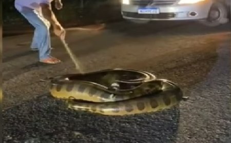 Sucuri gigante tenta atacar homem após ser atropelada por carro