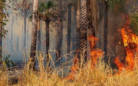 Ibama multa em R$ 100 mi fazendeiros que causaram incêndio em mais de 330 mil hectares no Pantanal