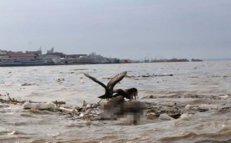 Fotógrafo flagra urubu devorando corpo em decomposição