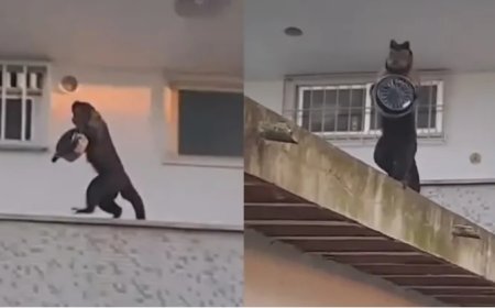 Macaco-prego "ladrãozinho" é flagrado roubando bolo de apartamento na Gávea e viraliza nas redes sociais