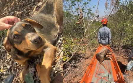 Cão com deficiência é resgatado pelos bombeiros após cair em ribanceira de 50 metros