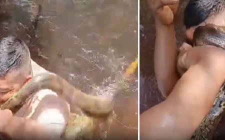 homem morde sucuri para se livrar de ataque no Pará