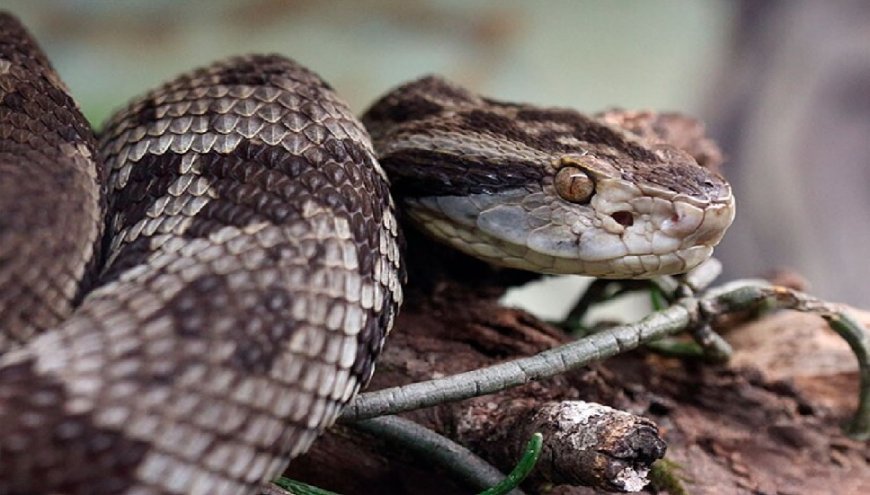 Criador de serpentes é atacado pela cobra mais letal do planeta; vítima possuía 14 animais venenosos em casa