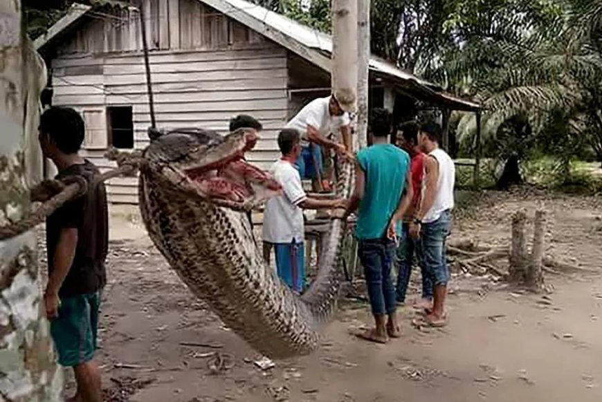 Lavrador encontra corpo da esposa sendo engolido por cobra píton em plantação na Indonésia