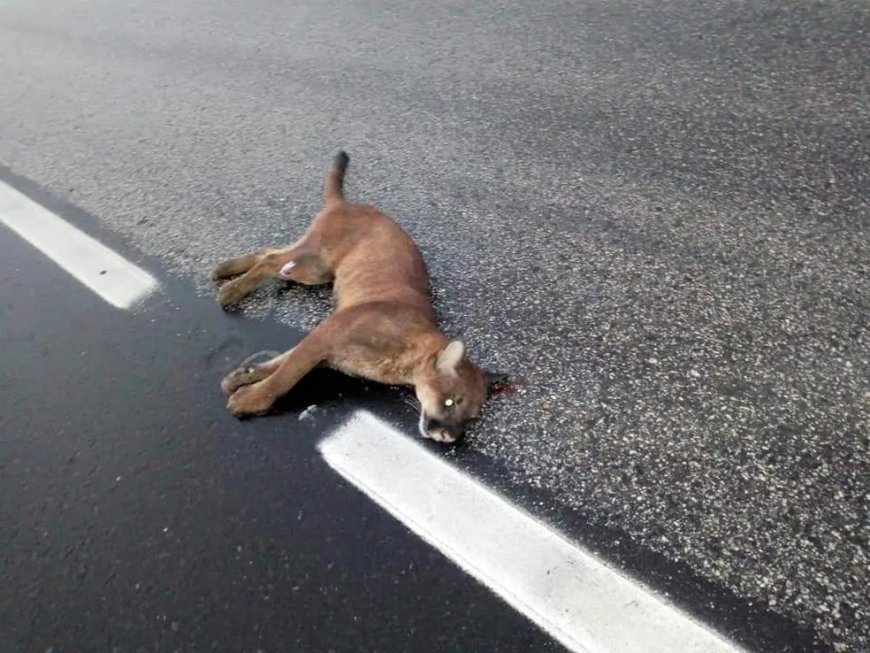 Onça parda é atropelada e morta em rodovia