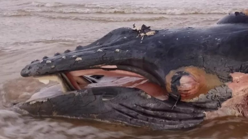 Carcaça de baleia é encontrada em praia de Porto Seguro, na Bahia