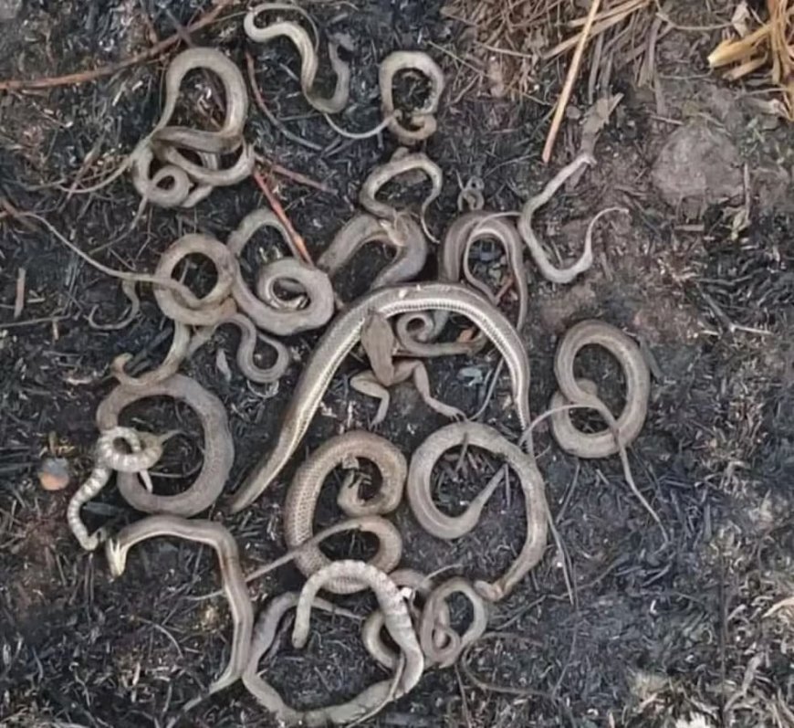 Cobras são encontradas mortas em área atingida por incêndio