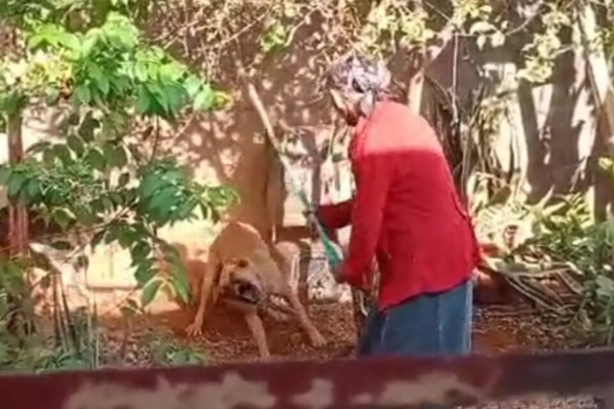 Idosa é presa após ser flagrada tentando matar cachorro