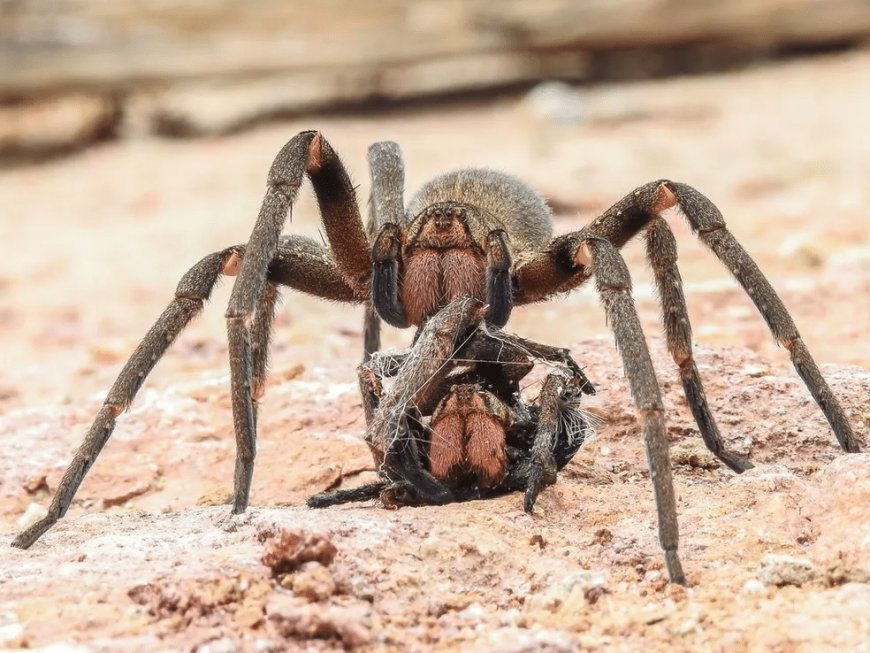 Conheça as 3 aranhas mais perigosas do Brasil