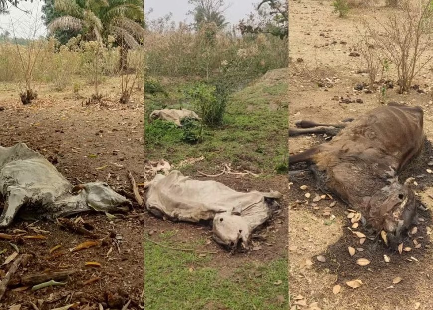 IMAGENS FORTES! Polícia Civil investiga fazendeiro por maus-tratos após encontrar gado morto por fome