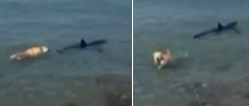 Cachorro pula no mar e morde cauda de tubarão; vídeo viraliza nas redes sociais