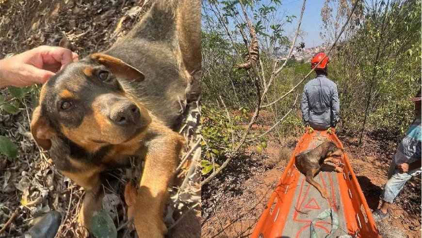 Cão com deficiência é resgatado pelos bombeiros após cair em ribanceira de 50 metros