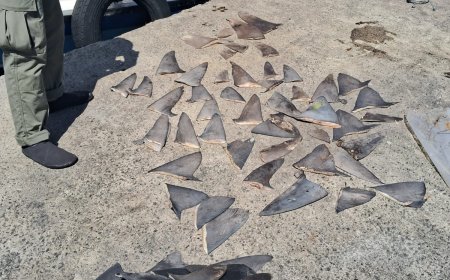 Ibama apreende mais de duas toneladas de peixes e barbatanas de tubarões em operação no Espírito Santo; veja as fotos