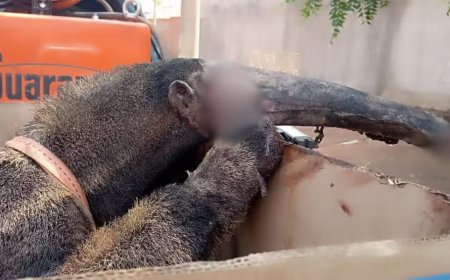 Tamanduá-bandeira é resgatado com queimaduras durante incêndio