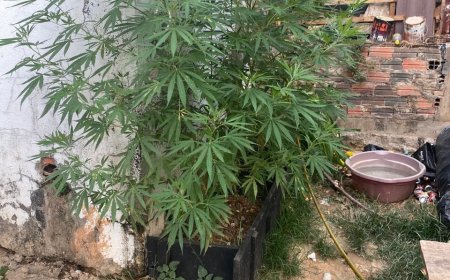 Rotam prende homem por tráfico e apreende mudas de maconha em Cuiabá