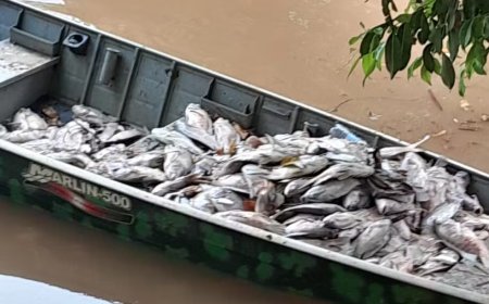 Mais de 800 peixes morrem após chuvas arrastarem lixo para lago