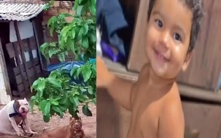 Bebê de 1 ano e 6 meses morre após ataque de Pitbull