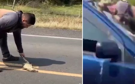 Homem é atropelado enquanto tentava resgatar lagarto em estrada