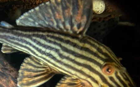Ibama apreende peixes ornamentais nativos que iriam para Hong Kong