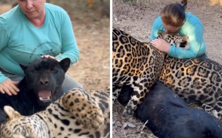 Bióloga viraliza ao abraçar onças-pintadas em instituto