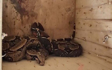 Polícia Militar do Amazonas realiza resgate de jibóia, em residência na zona centro-oeste