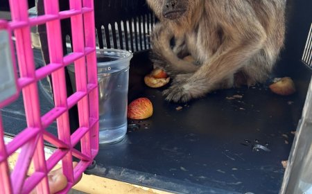 PM resgata macaco bugio mantido em cativeiro em Muquém do São Francisco