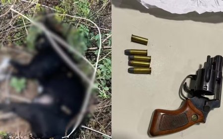 Homem é preso em flagrante por matar cachorro do vizinho a tiros