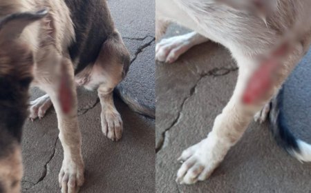 Homem é preso em flagrante por jogar água fervente em cães de rua