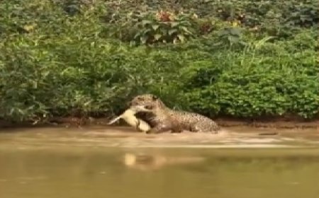 Onça-pintada ataca jacaré que tentava comer