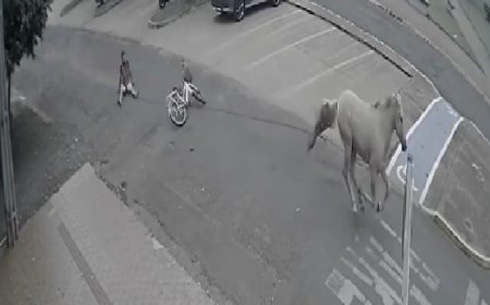 Rapaz tenta roubar cavalo e se dá mal, arrastado por cerca de 750 metros