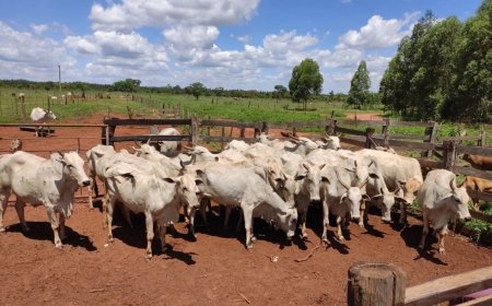 Homem suspeito de furtar 29 cabeças de gado  é preso